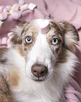 female Miniature Australian Shepherd