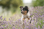 Miniature Australian Shepherd puppy