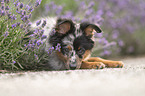 Miniature Australian Shepherd puppy