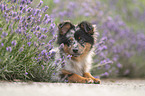 Miniature Australian Shepherd puppy