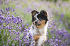 Miniature Australian Shepherd puppy