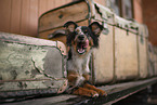 young Miniature Australian Shepherd