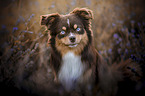 Miniature Australian Shepherd