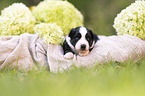 3 weeks old Miniature Australian Shepherd