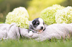 3 weeks old Miniature Australian Shepherd