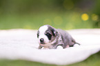 3 weeks old Miniature Australian Shepherd