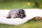 3 weeks old Miniature Australian Shepherd