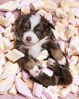 4 weeks old Miniature Australian Shepherd puppy