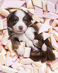 4 weeks old Miniature Australian Shepherd puppy