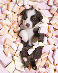 4 weeks old Miniature Australian Shepherd puppy