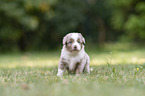 4 weeks old Miniature Australian Shepherd puppy