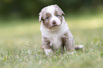 4 weeks old Miniature Australian Shepherd puppy