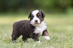 4 weeks old Miniature Australian Shepherd puppy