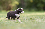 4 weeks old Miniature Australian Shepherd puppy