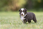 4 weeks old Miniature Australian Shepherd puppy