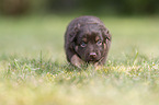 4 weeks old Miniature Australian Shepherd puppy