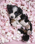 5 weeks old Miniature Australian Shepherd puppy