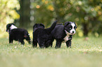 5 weeks old Miniature Australian Shepherd puppy