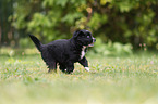 5 weeks old Miniature Australian Shepherd puppy