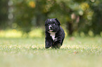 5 weeks old Miniature Australian Shepherd puppy