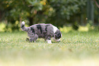 5 weeks old Miniature Australian Shepherd puppy