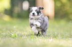 5 weeks old Miniature Australian Shepherd puppy