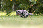 5 weeks old Miniature Australian Shepherd puppy