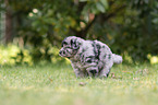 5 weeks old Miniature Australian Shepherd puppy