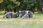 5 weeks old Miniature Australian Shepherd puppy