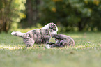 5 weeks old Miniature Australian Shepherd puppy