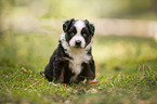 4 weeks old Miniature Australian Shepherd puppy