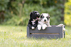 4 weeks old Miniature Australian Shepherd puppy