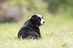 4 weeks old Miniature Australian Shepherd puppy