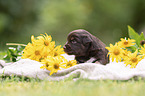 3 weeks old Miniature Australian Shepherd puppy