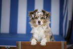 Miniature Australian Shepherd