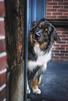 Miniature Australian Shepherd