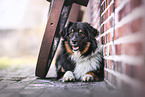 Miniature Australian Shepherd