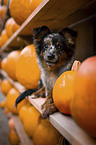 Miniature Australian Shepherd