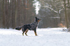 Miniature Australian Shepherd