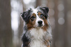 Miniature Australian Shepherd