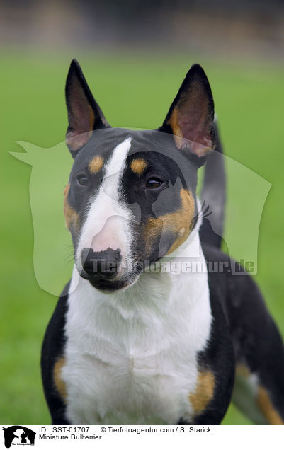 Zwergbullterrier / Miniature Bullterrier / SST-01707