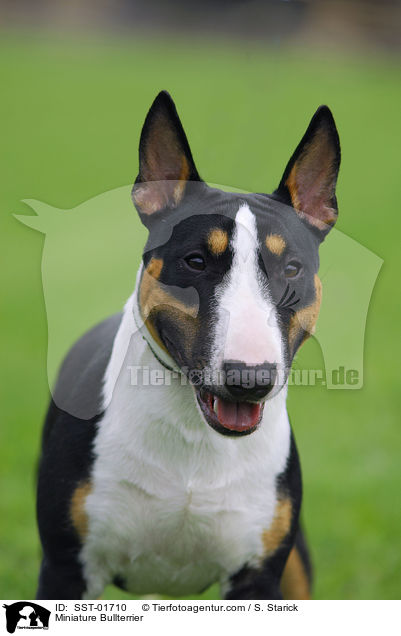 Zwergbullterrier / Miniature Bullterrier / SST-01710