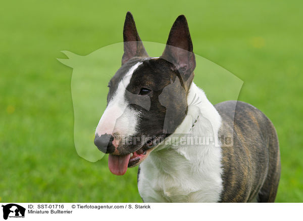 Zwergbullterrier / Miniature Bullterrier / SST-01716