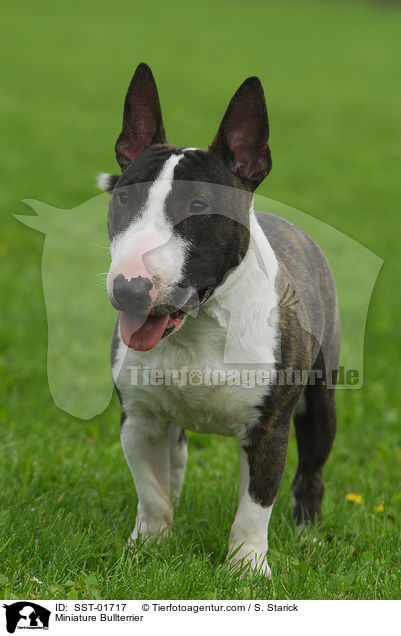 Zwergbullterrier / Miniature Bullterrier / SST-01717