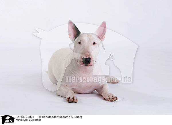 Miniature Bullterrier / KL-02837