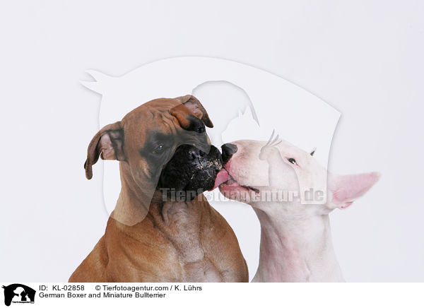 German Boxer and Miniature Bullterrier / KL-02858