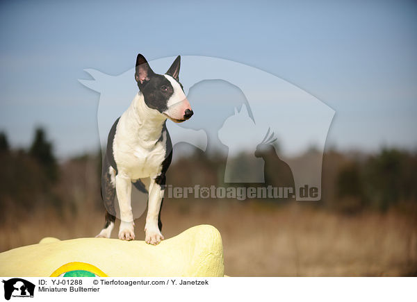 Miniature Bullterrier / YJ-01288