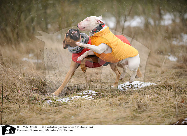 Deutscher Boxer und Miniatur Bullterrier / German Boxer and Miniature Bullterrier / YJ-01356