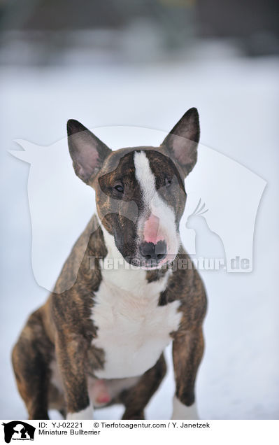 Miniatur Bullterrier / Miniature Bullterrier / YJ-02221