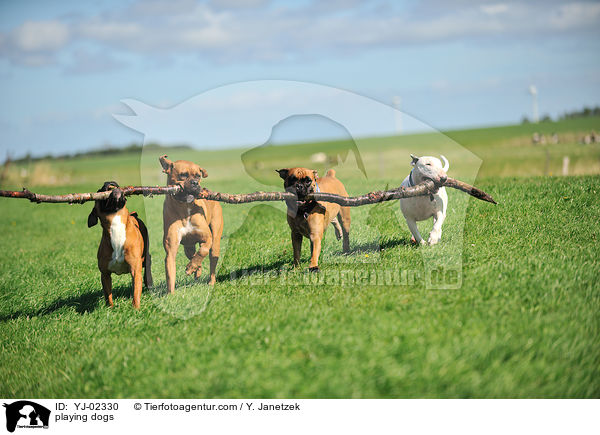 spielende Hunde / playing dogs / YJ-02330